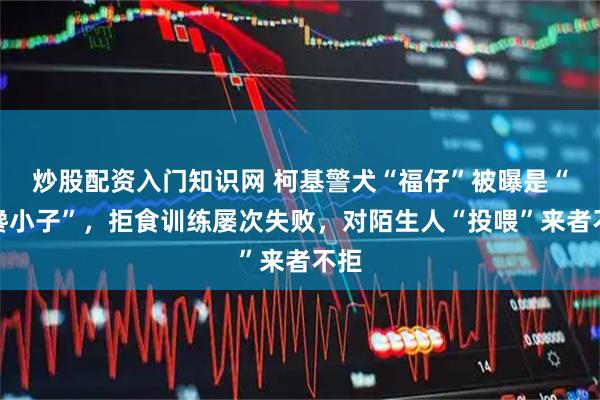 炒股配资入门知识网 柯基警犬“福仔”被曝是“大馋小子”，拒食训练屡次失败，对陌生人“投喂”来者不拒